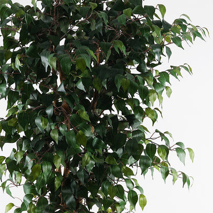 Decorative plant in pot Banyan Inart green D95x180cm